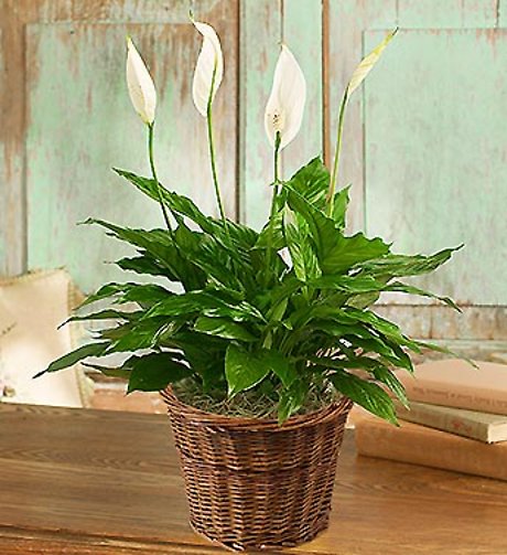 Spathiphyllum Plant | The Piece Lily